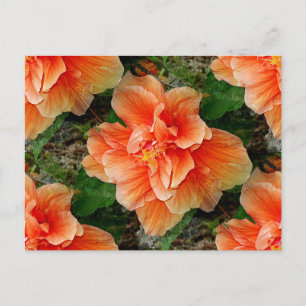 Apricot Hibiscus Tropical Flower Postcard