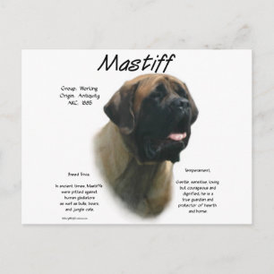 Apricot Mastiff History Postcard