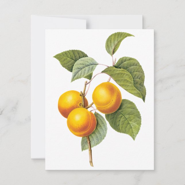 Apricot Peach by Pierre Redoute Invitation (Front)