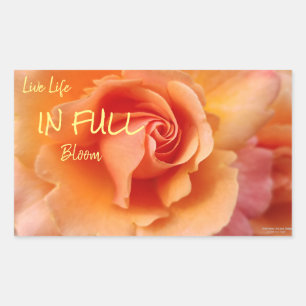Apricot Peach Rose Flower Close Up Photo Sticker