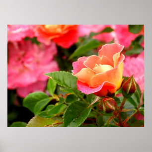 Apricot Pink Rose Poster