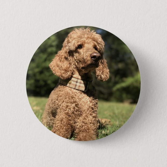 Apricot Poodle Customizable 2 Inch Round Button (Front)