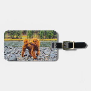 Apricot Poodle - Customizable Gift Luggage Tag