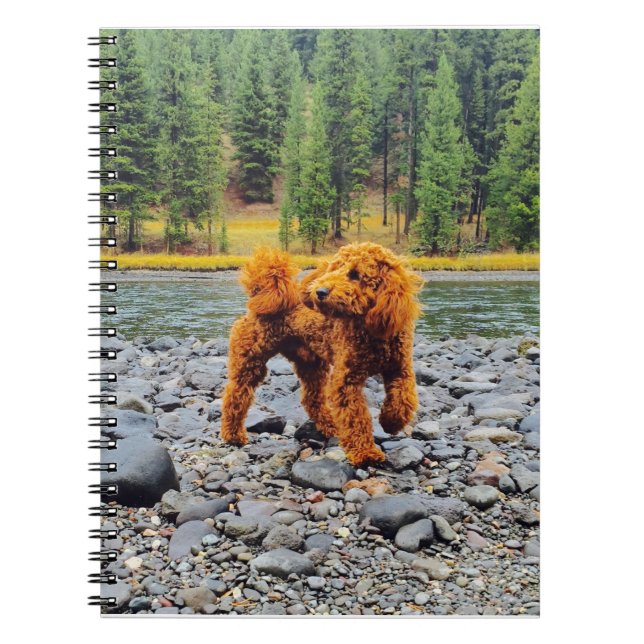 Apricot Poodle - Customizable Gift Notebook (Front)