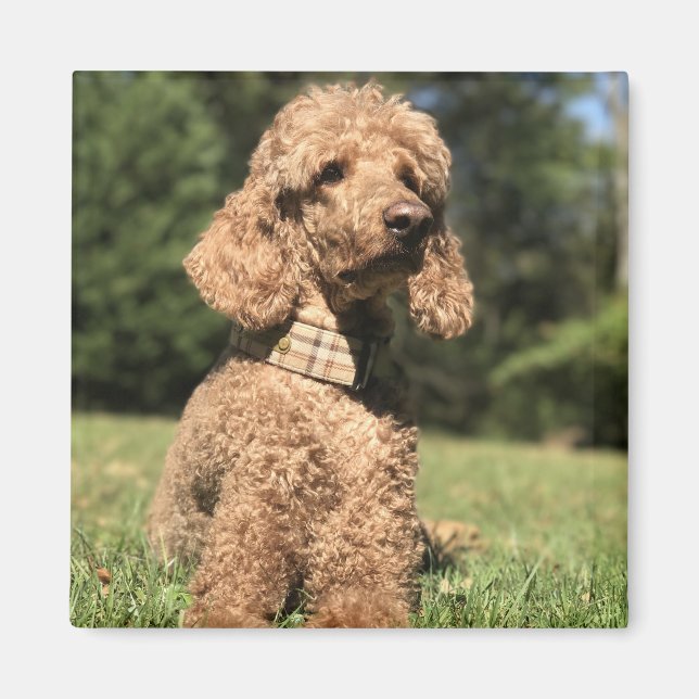 Apricot Poodle Customizable Magnet (Front)