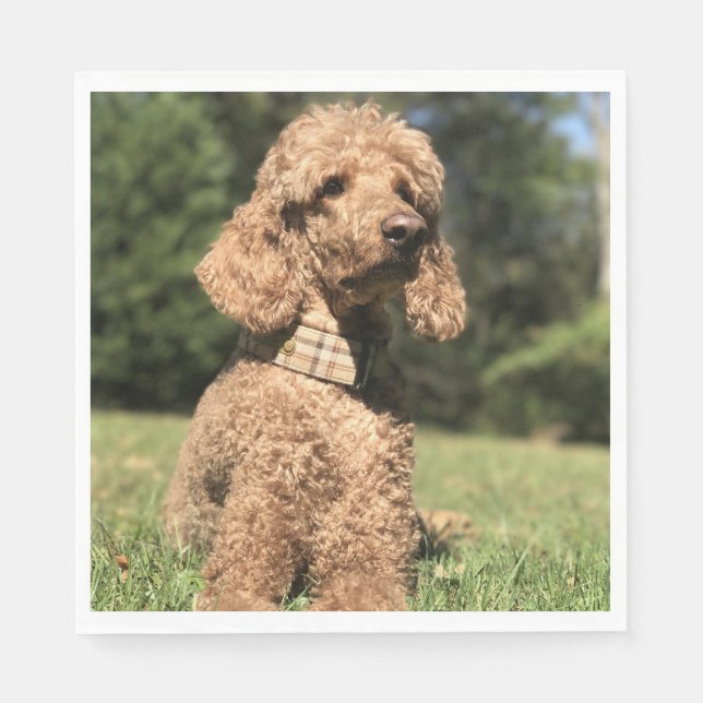 Apricot Poodle Customizable Napkin (Front)