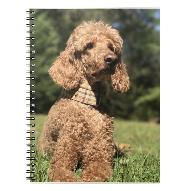 Apricot Poodle Customizable Notebook (Front)