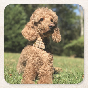 Apricot Poodle Customizable Square Paper Coaster