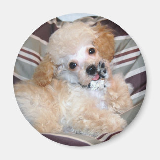 Apricot Poodle Puppy talking waving Magnet