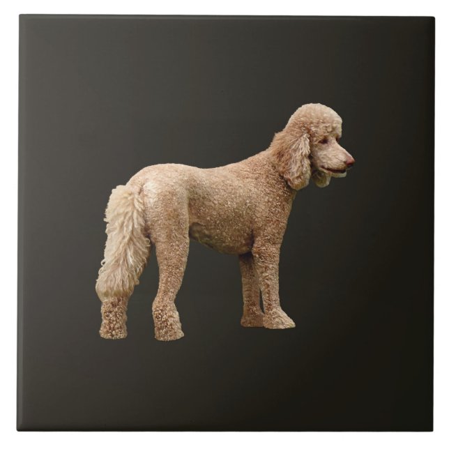 Apricot Poodle Tile (Front)