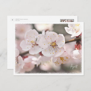 Apricot Postcard