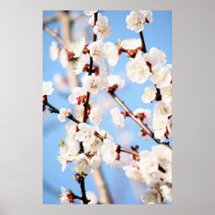 Apricot Poster
