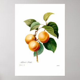 Apricot Poster