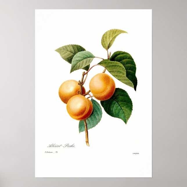Apricot Poster (Front)