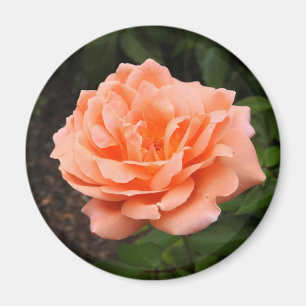 Apricot Rose Magnet