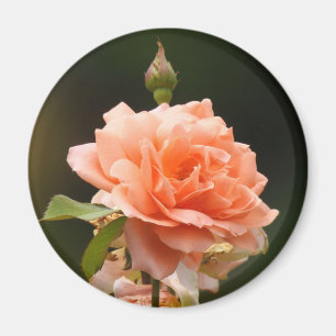 Apricot Rose Magnet