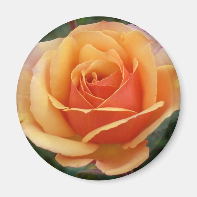 Apricot Rose Magnet (Front)