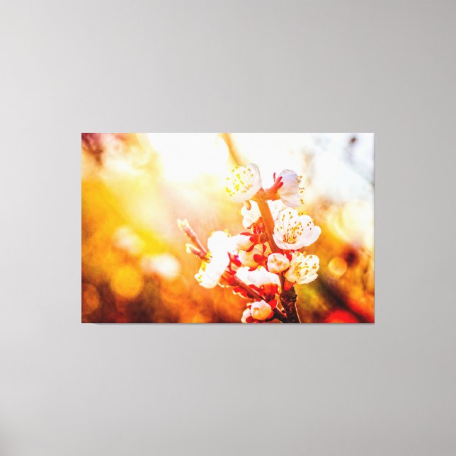 Apricot Sakura Flowers In Light Of The Setting Sun Canvas Print (Front)