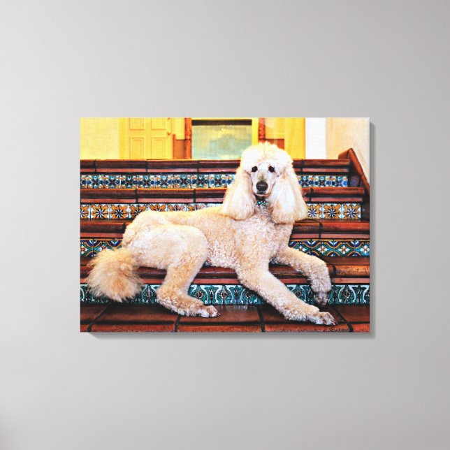 Apricot Standard Poodle - Bocelli Canvas Print (Front)