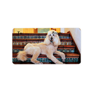 Apricot Standard Poodle - Bocelli Label