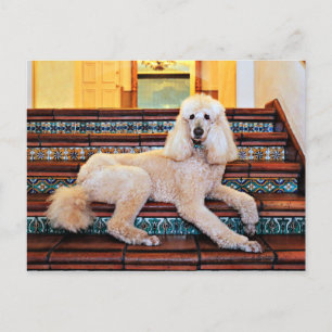Apricot Standard Poodle - Bocelli Postcard