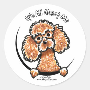 Apricot Toy Miniature Poodle IAAM Classic Round Sticker