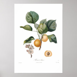 Apricot, White Apricot Poster