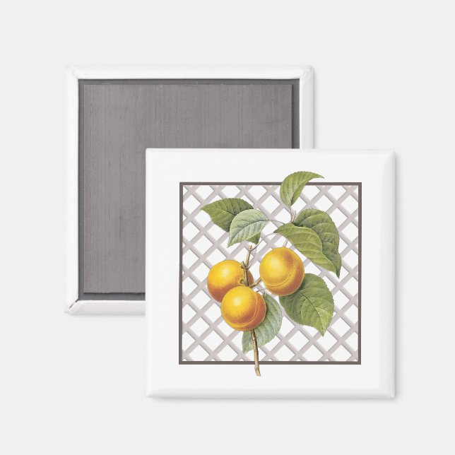 APRICOTS MAGNET (Front/Back)