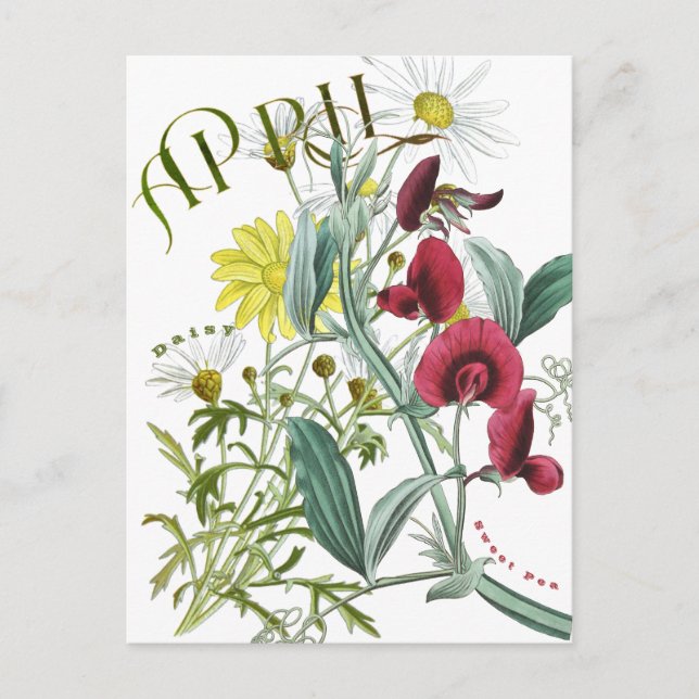 April Month Flowers Sweet Pea Daisy Fancy Postcard (Front)