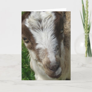 April the La Mancha Nanny Kid Card