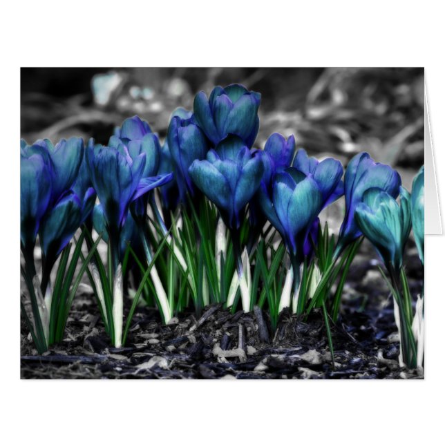Aqua Blue Crocus Blooms (Front Horizontal)