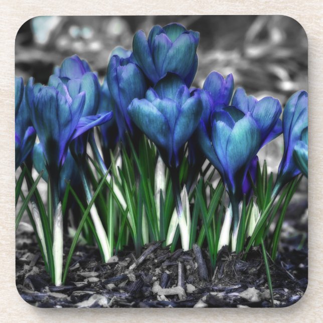 Aqua Blue Crocus Blooms Coaster (Front)