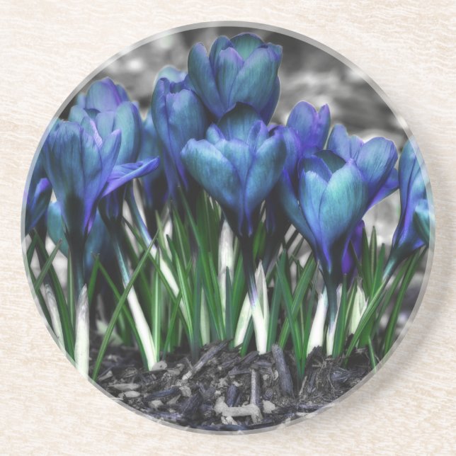 Aqua Blue Crocus Blooms Coaster (Front)