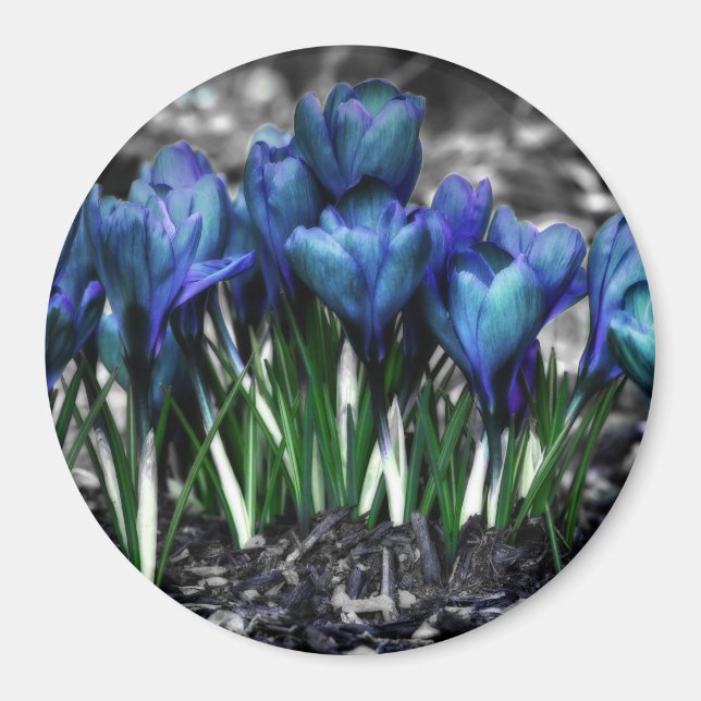 Aqua Blue Crocus Blooms Magnet (Front)