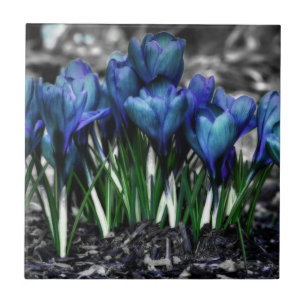Aqua Blue Crocus Blooms Tile