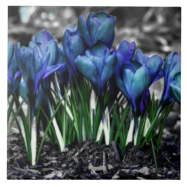 Aqua Blue Crocus Blooms Tile (Front)
