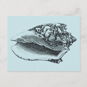 Aqua Conch Shell Postcard