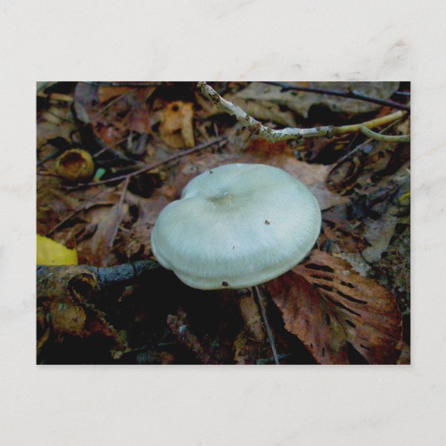 Aqua Mushroom #1 Postcard (Front)