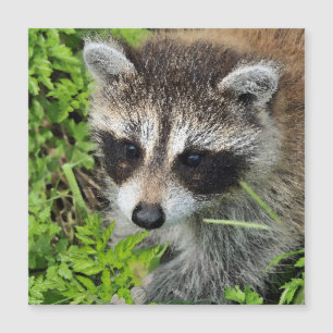 Aqua_Raccoon_20180101