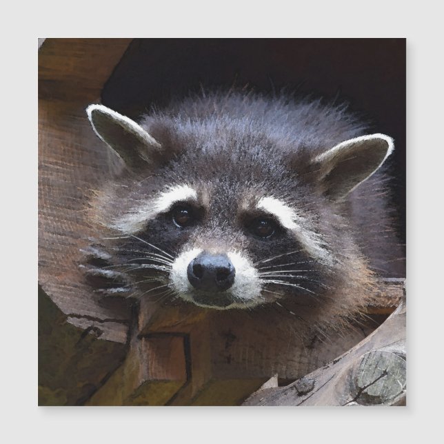 Aqua_Raccoon_20180102 (Front)