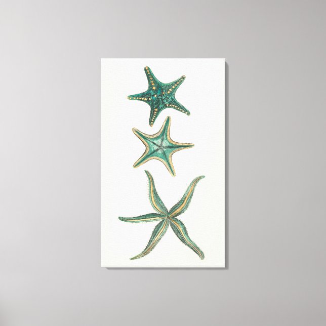 Aquamarine Triple Starfish Canvas Print (Front)
