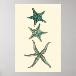 Aquamarine Triple Starfish Poster