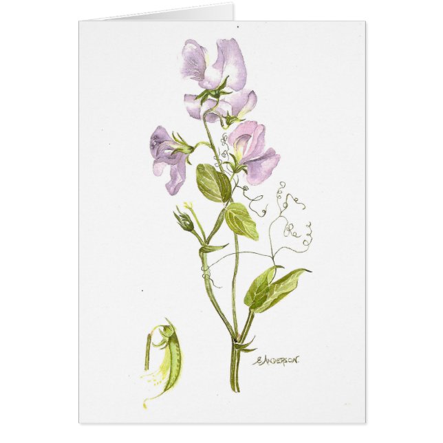 Aquarelle douce de pois doux (Devant)