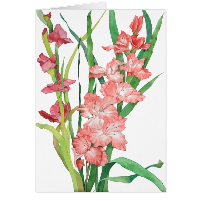 Aquarelle Gladiolas rose (Devant)