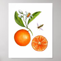 Aquarelle Orange fruit botanique Poster
