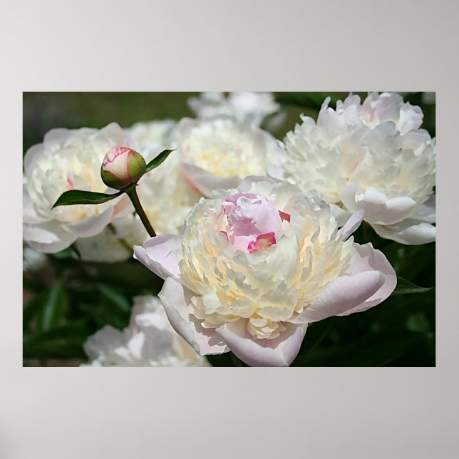 Aquarelle Pastel Peony Imprimer Poster rose blanc (Devant)