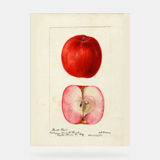 Aquarelle pomologique variété Shasta