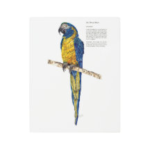 Aquarelles de Macaw en voie de disparition