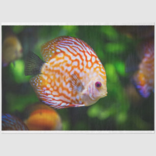 aquarium discus fish tissue paper
