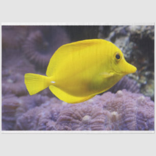 aquarium lemon fish tissue paper